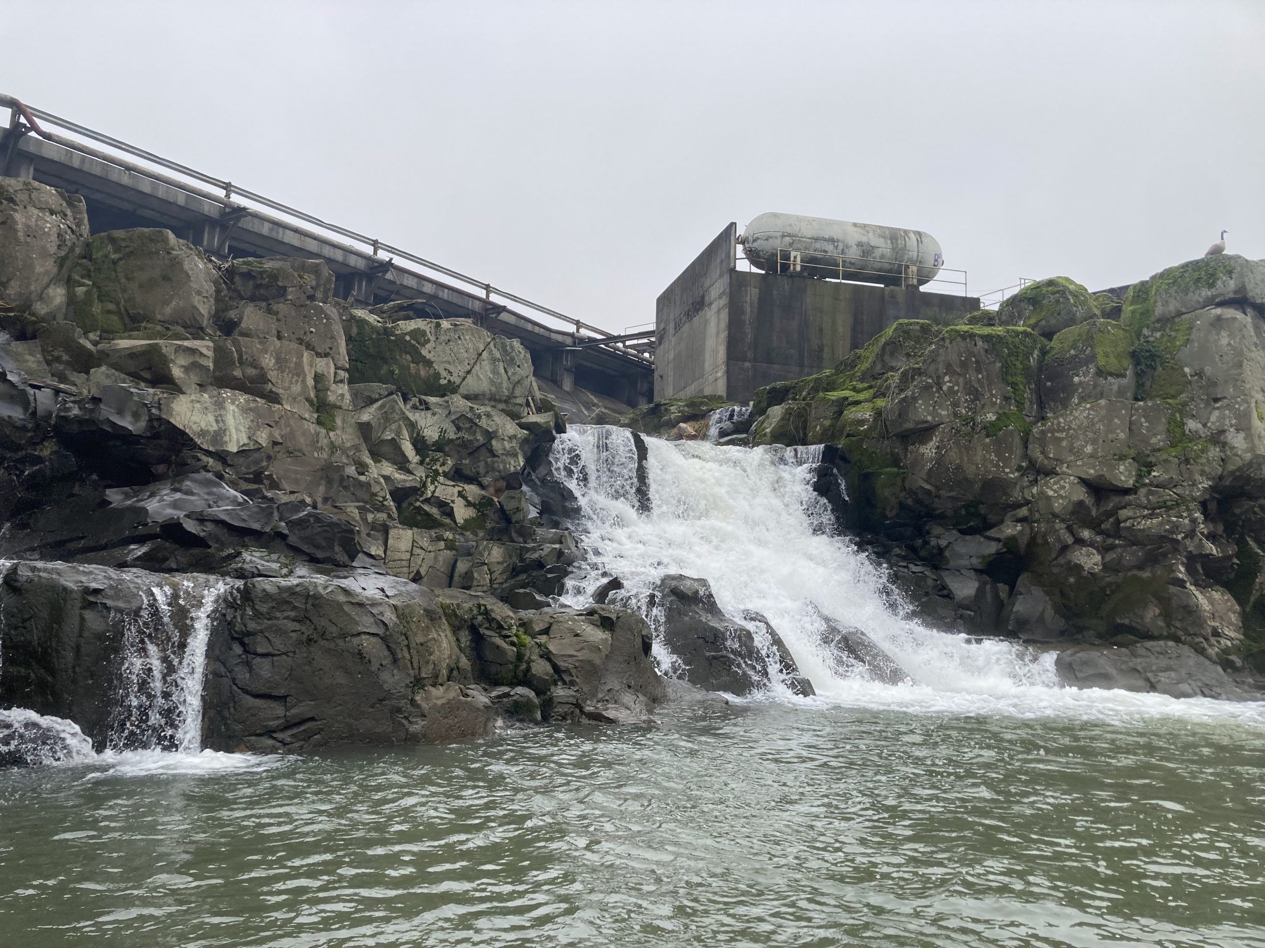 Read more about the article Winter Mini Cleanup Mission up to Willamette Falls